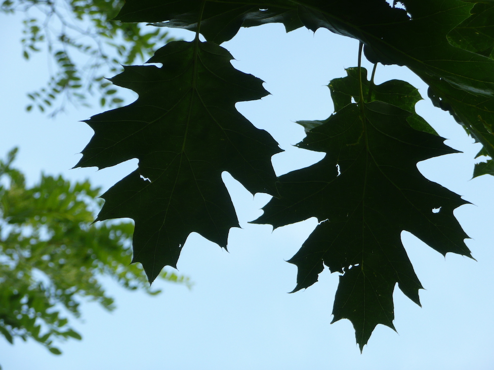 Quercus rubra 'Aurea' leaves