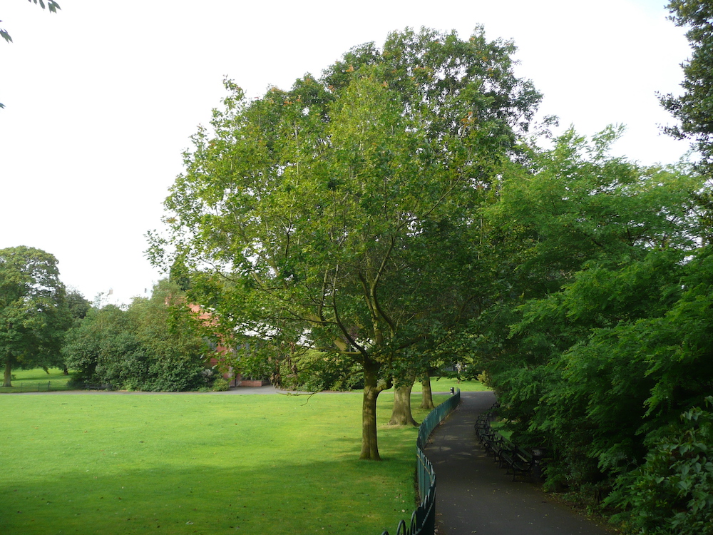 Quercus rubra 'Aurea'