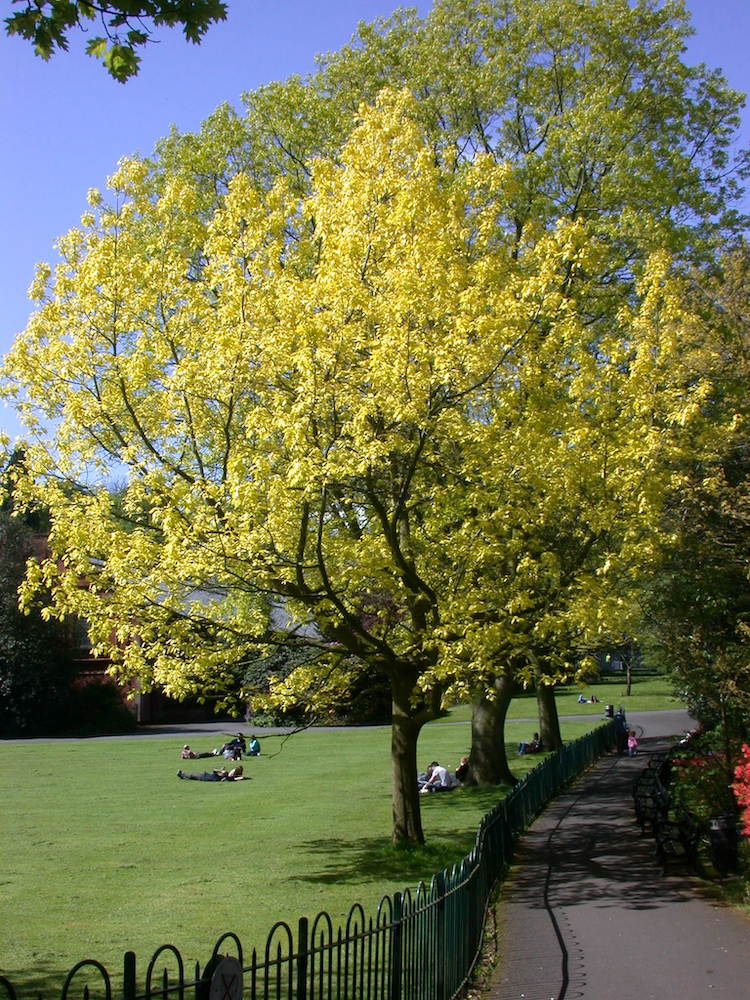 Quercus rubra 'Aurea' in spring