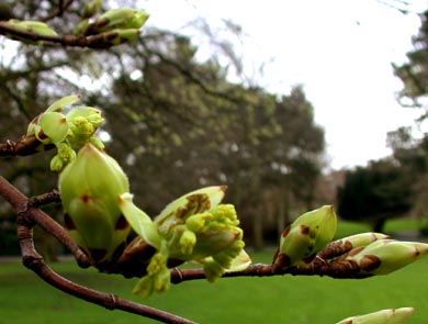 Acer opalus flowers