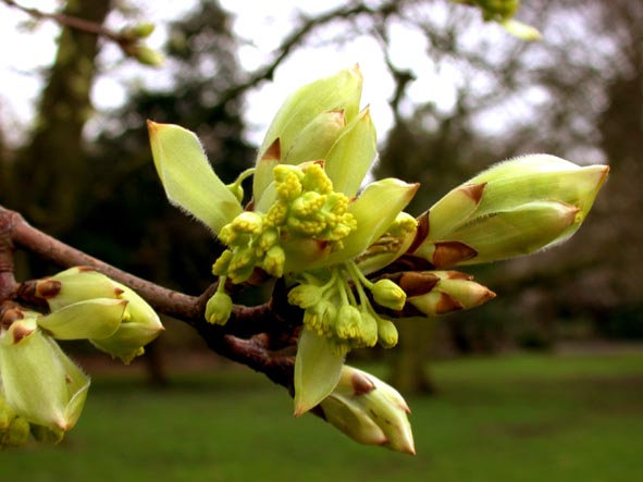 Acer opalus flowers