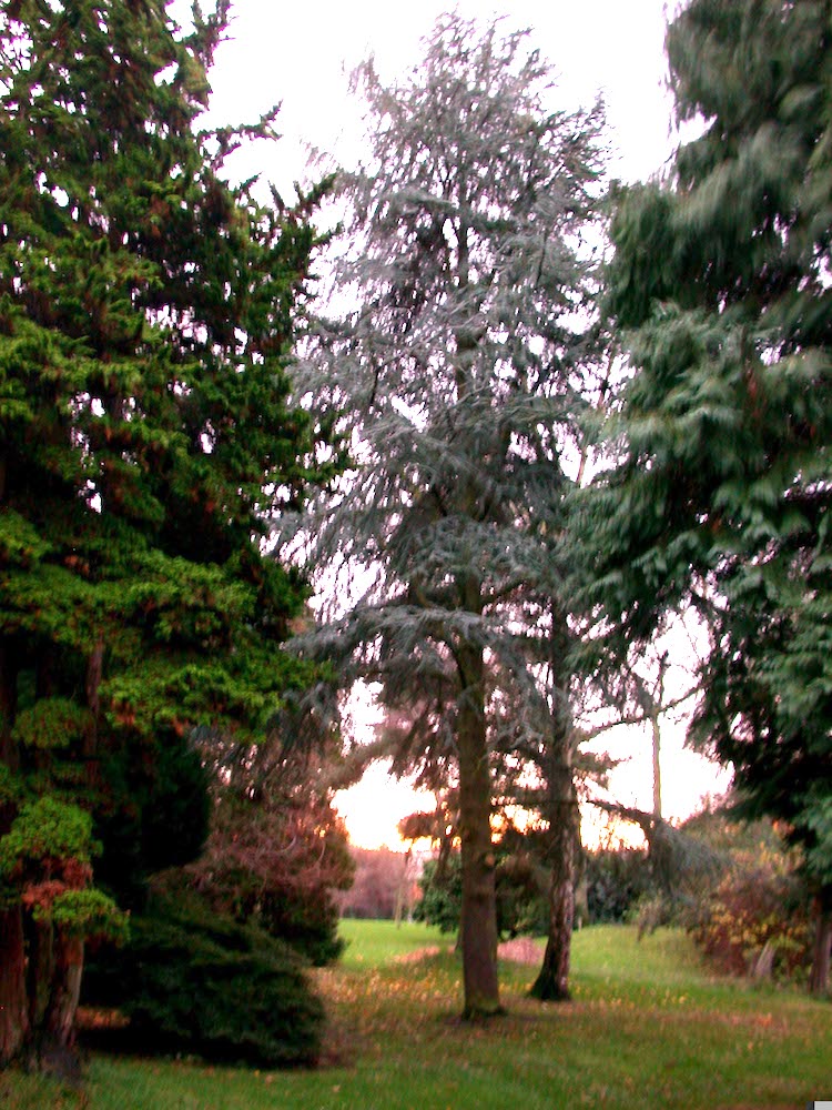 Cedrus atlantica Glauca in Belfast Botanic Gardens