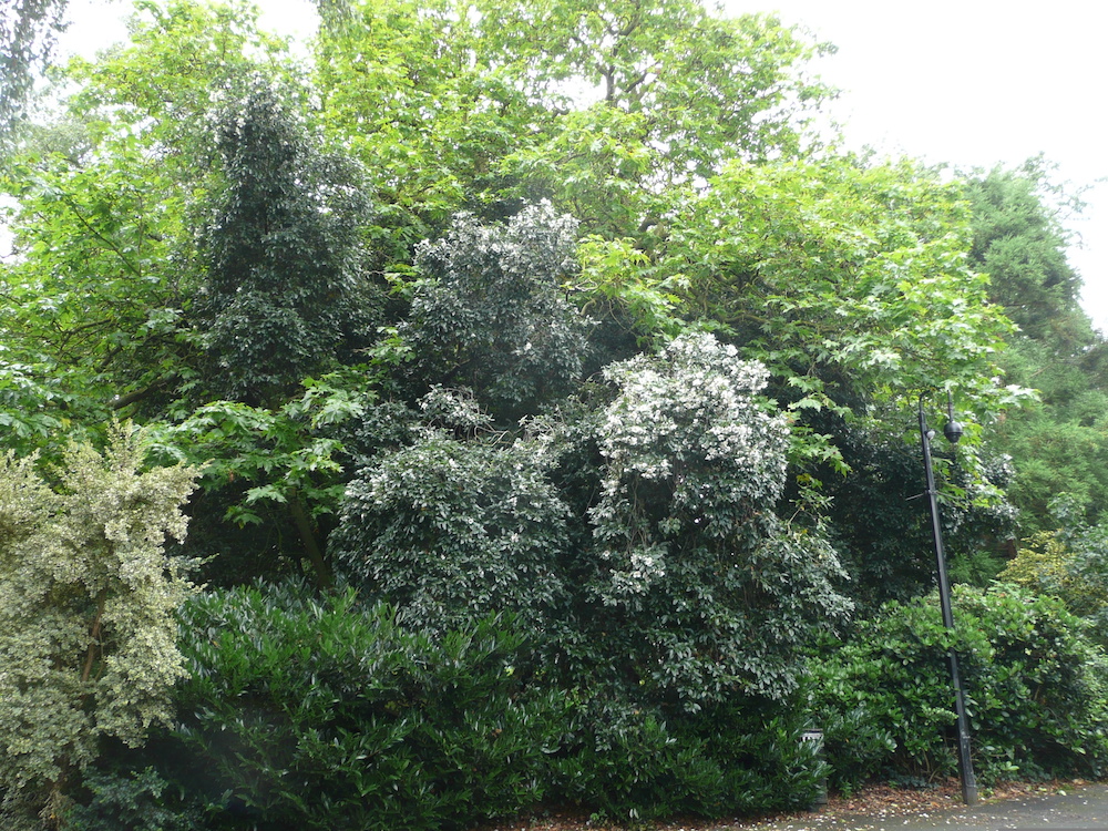 Eucryphia in Belfast Botanic Gardens