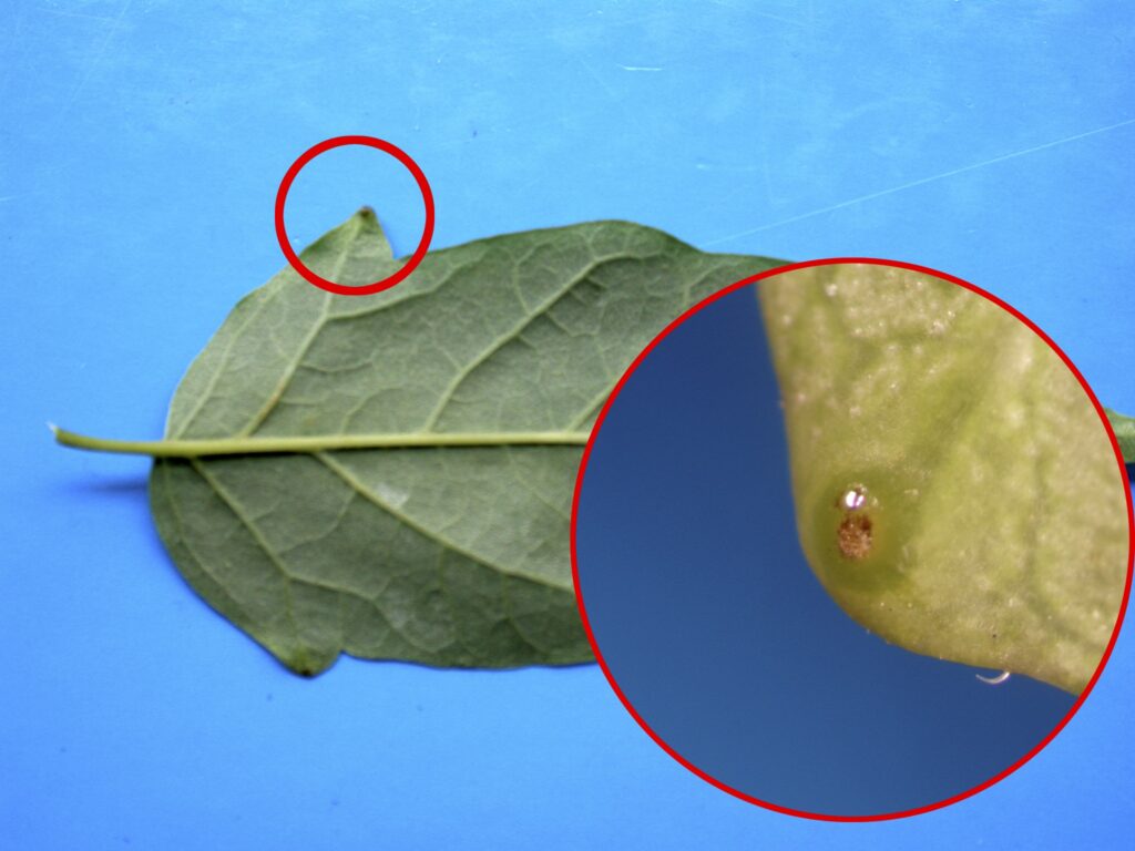 Ailanthus altissima leaf detail showing the leaf gland