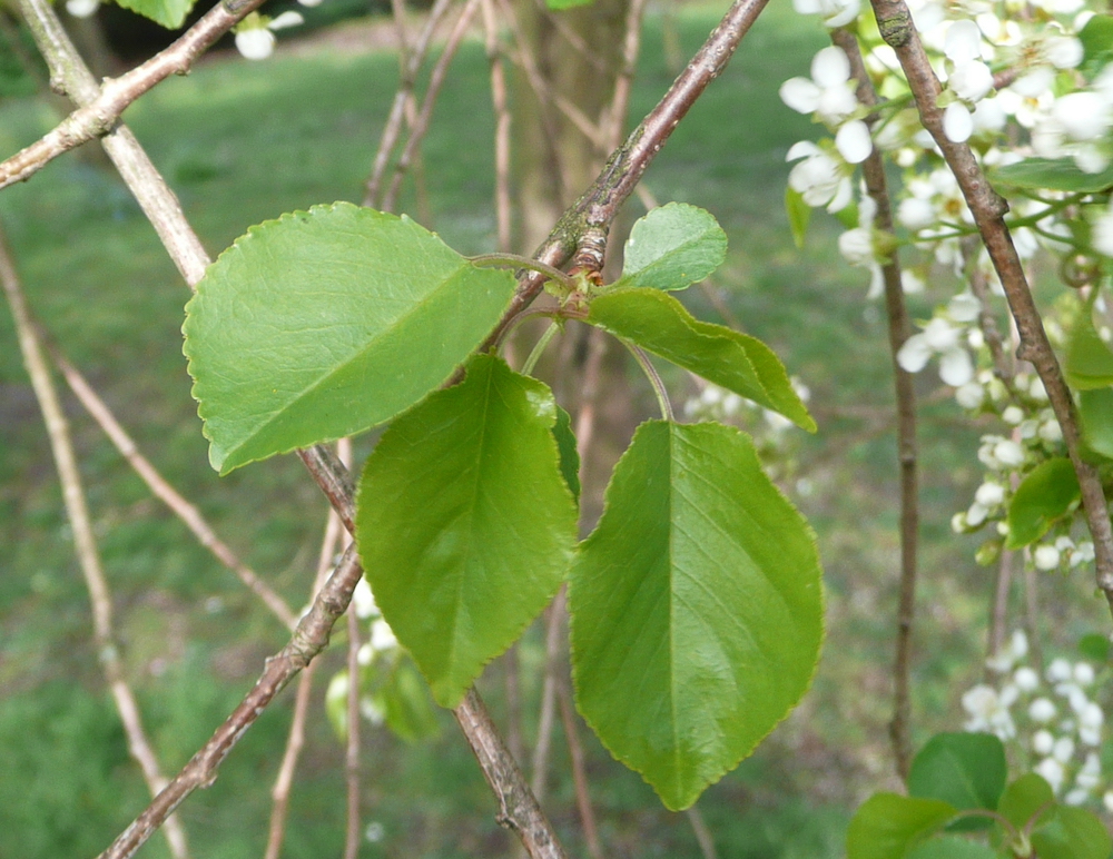 Prunus mahaleb leaves