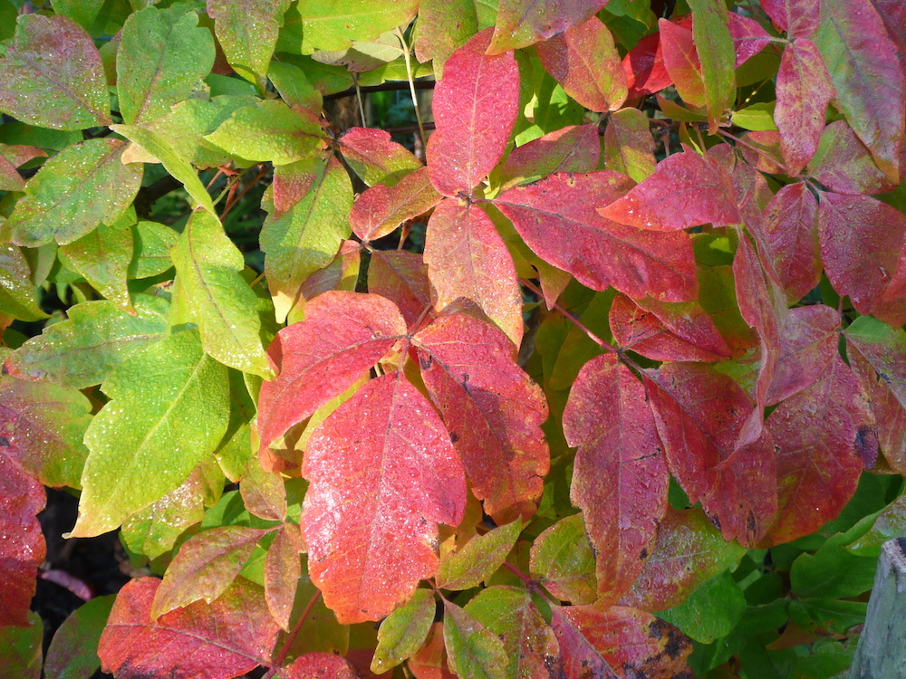 Acer triflorum leaves
