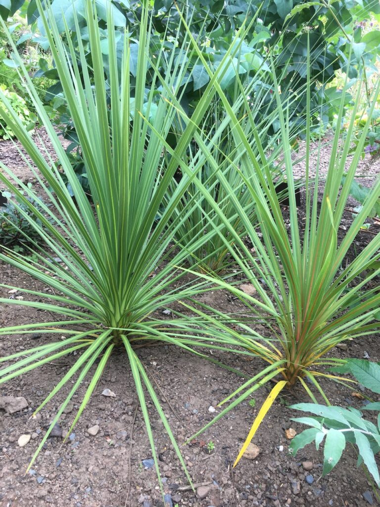 Cordyline australis Cabbage Palm