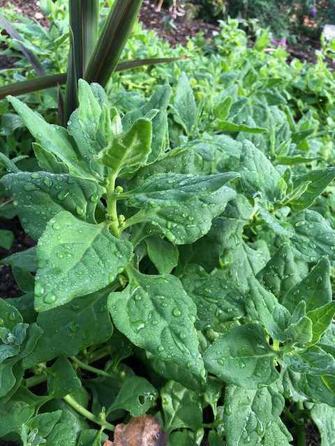 Tetragonia tetragonioides New Zealand Spinach