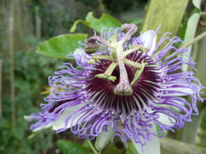 Passiflora caerulea Passionflower: