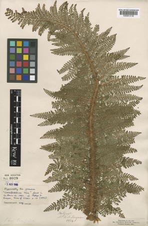 Crawfordsburn fern. original herbarium sheet in Kew