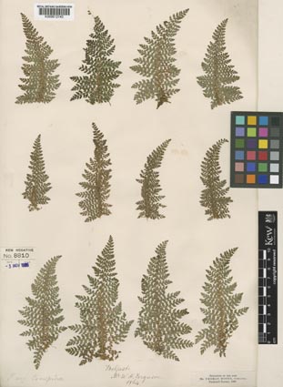 Crawfordsburn fern original herbarium sheet in Key