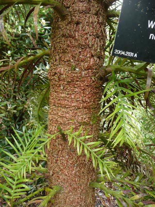 Leaves and bark of Wollemia nobilis