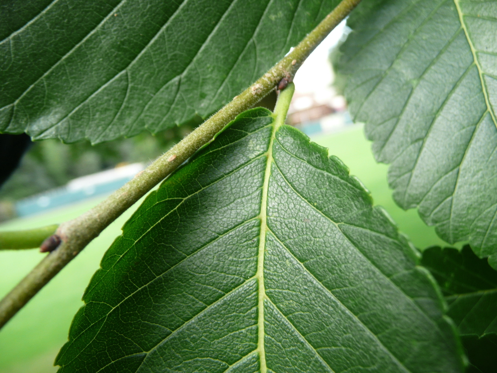 Ulmus New Horizon leaf