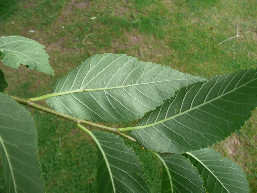 Ulmus New Horizon leaf reverse