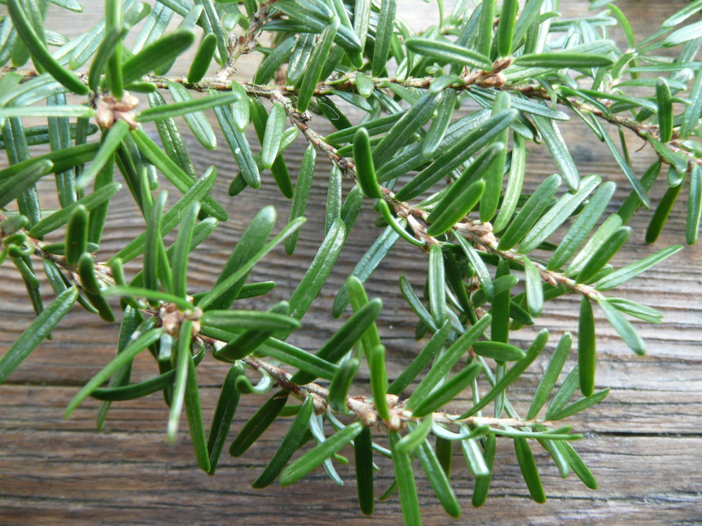 Tsuga heterophylla leaves