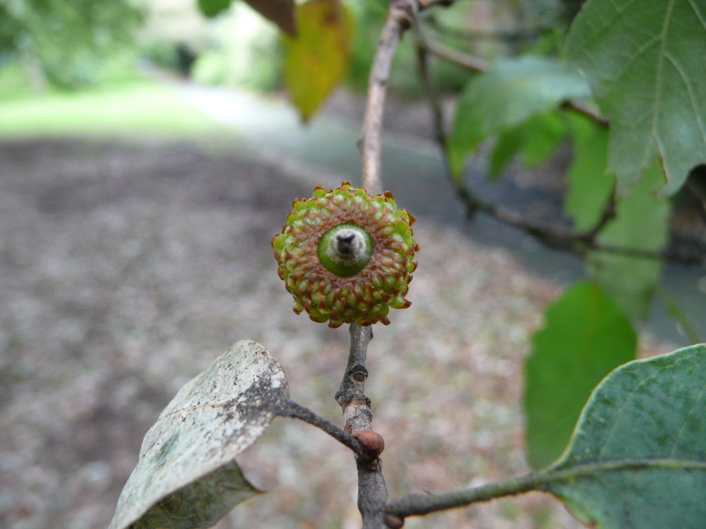 Fulham oak acorn