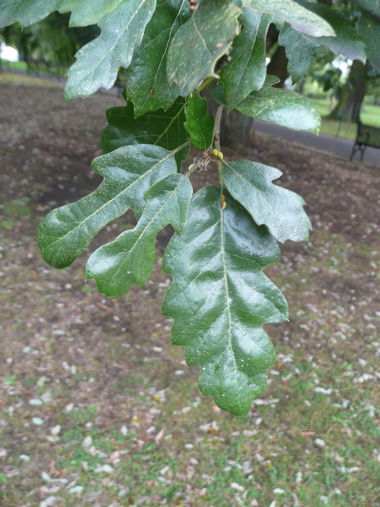 Leaves of Fulham oak