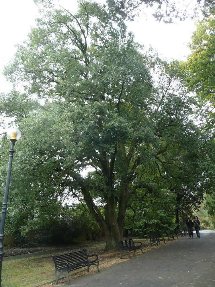 Fulham oak in Belfast Botanic gardens