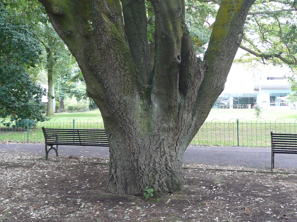 Trunk of Fulham oak