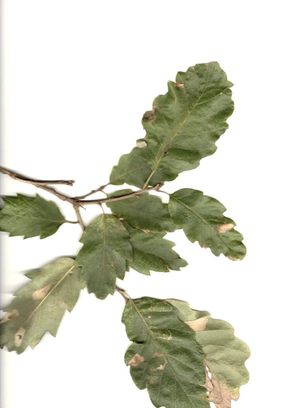 Foliage f Lucombe oak