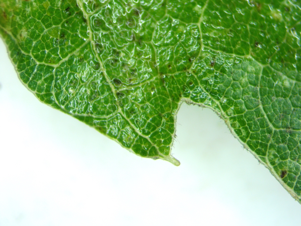 leaf lobe of Lucombe oak