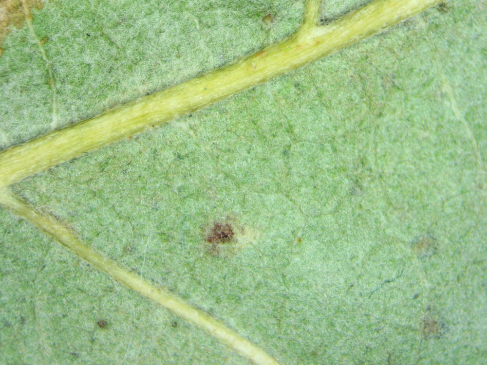 Lower surface of leaf Quercus x crenata