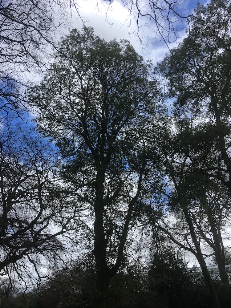 Lucombe oak in Belfast Botanic Gardens
