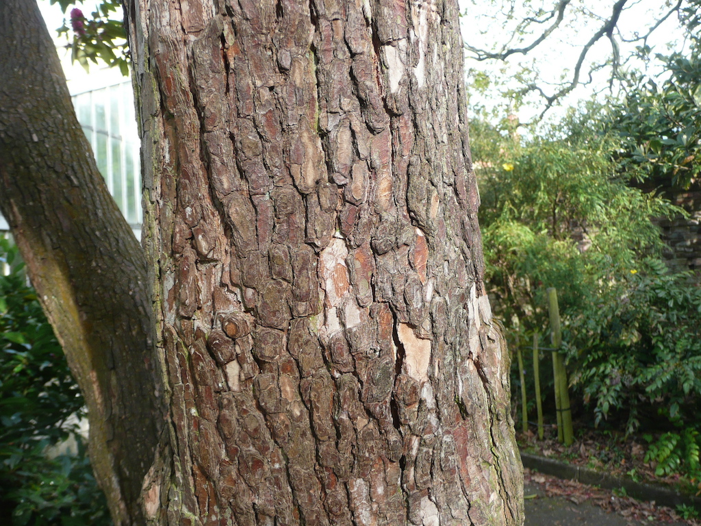 bark of Rhododendron arboreum