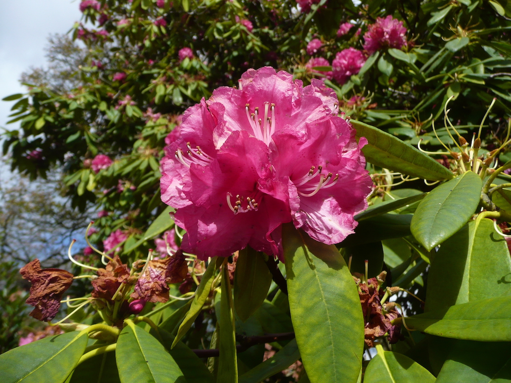 flowers of Rhododendron arboreum var. roseum