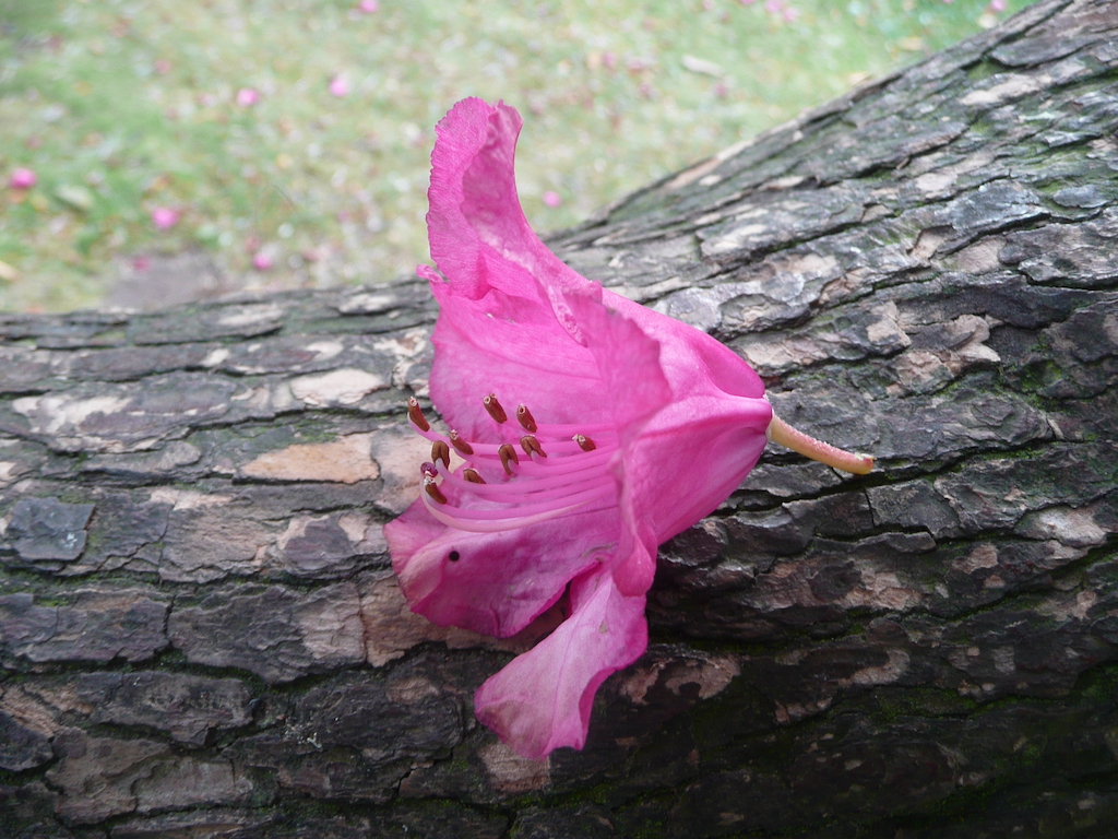 flower of Rhododendron arboreum var. roseum