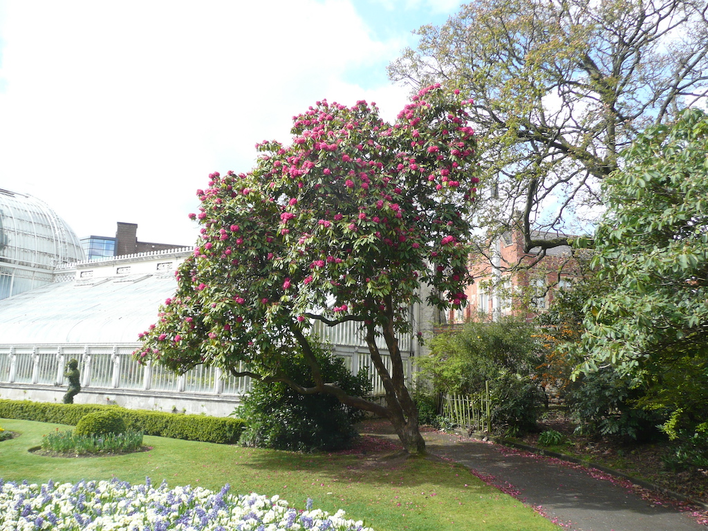 Rhododendron arboreum var. roseum in Belfast Botanic Gardens