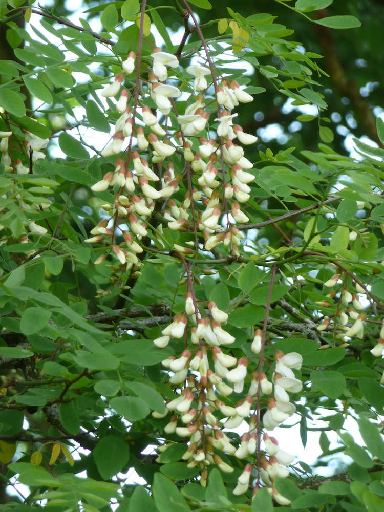 Flowers of Robinia pseudoacacia