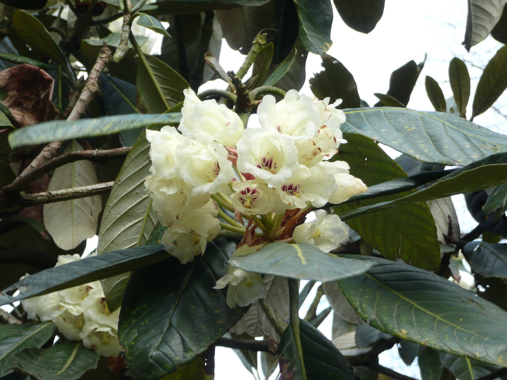 	Rhododendron sinogrande flowers