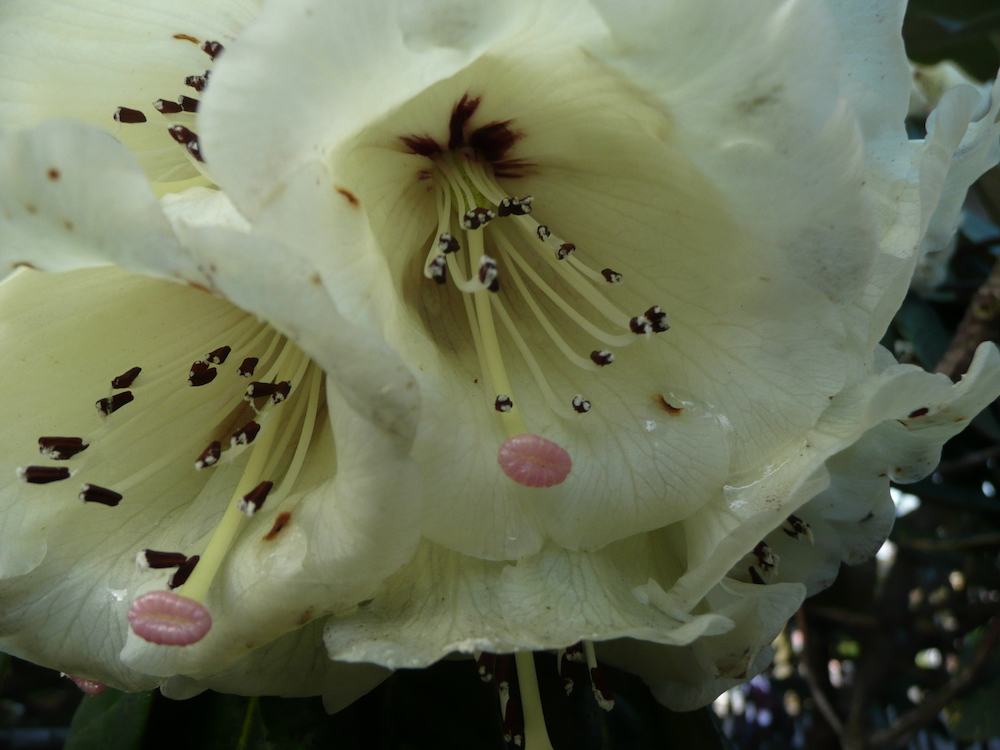 Rhododendron sinogrande flower detail