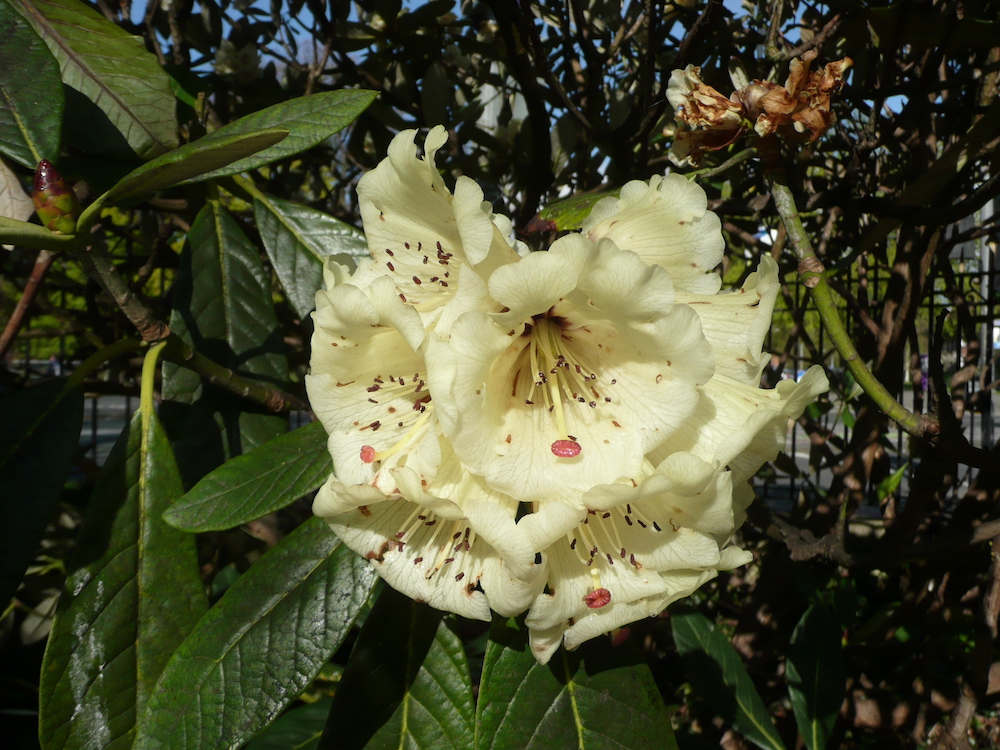 Rhododendron sinogrande flowers