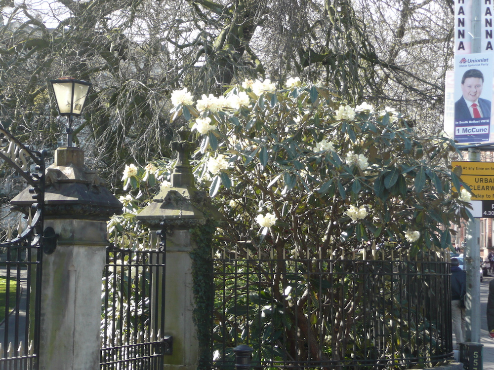 Rhododendron sinogrande Stranmillis Road gate, Belfast Botanic Gardens