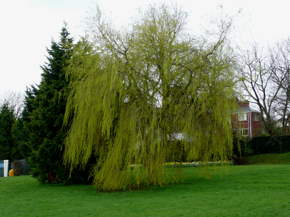 Weeping willow in Belfast Botanic Gardens