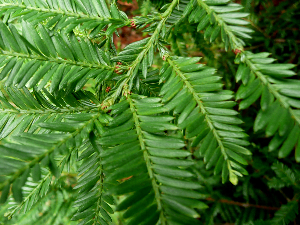 Sequoia sempervirens foliage