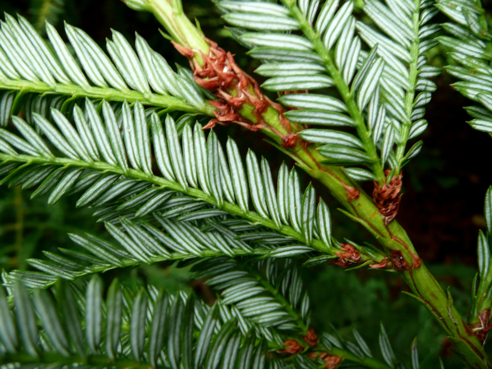 Sequoia sempervirens foliage backs