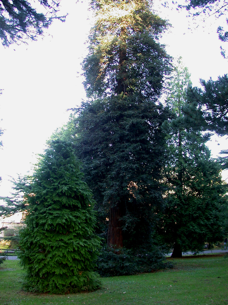 Sequoia sempervirens in Belfast Botanic Gardens