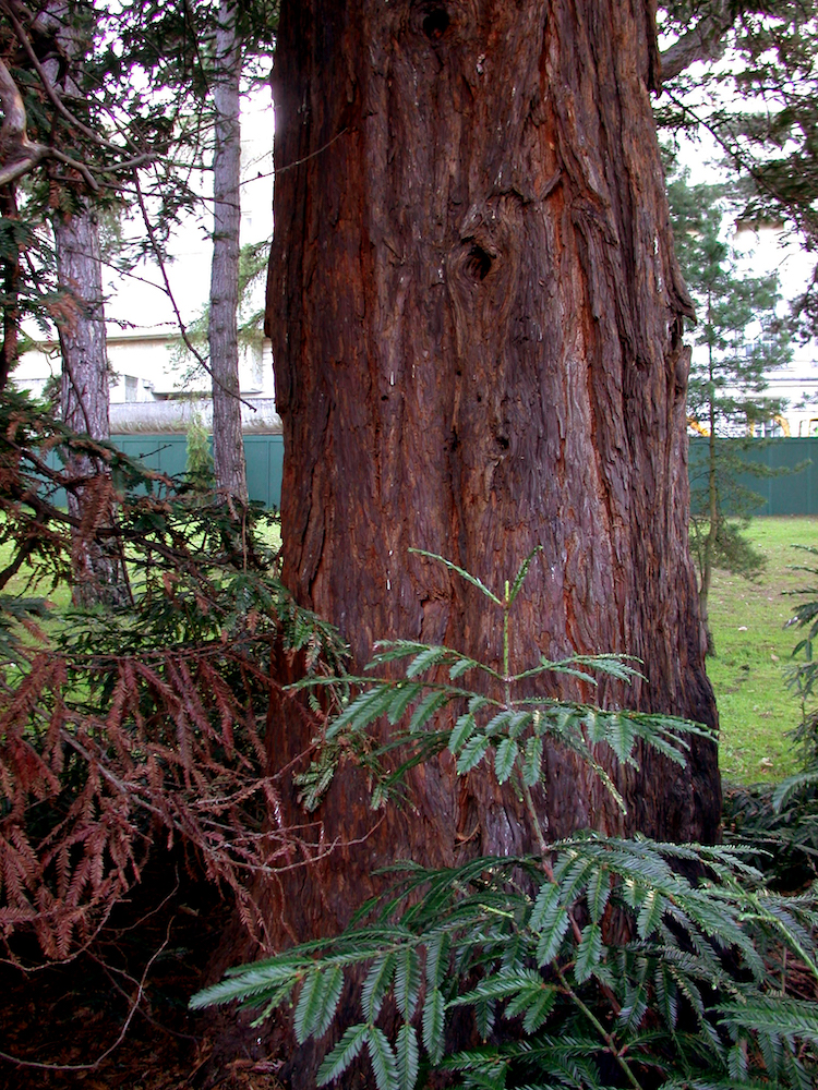 Sequoia sempervirens bark