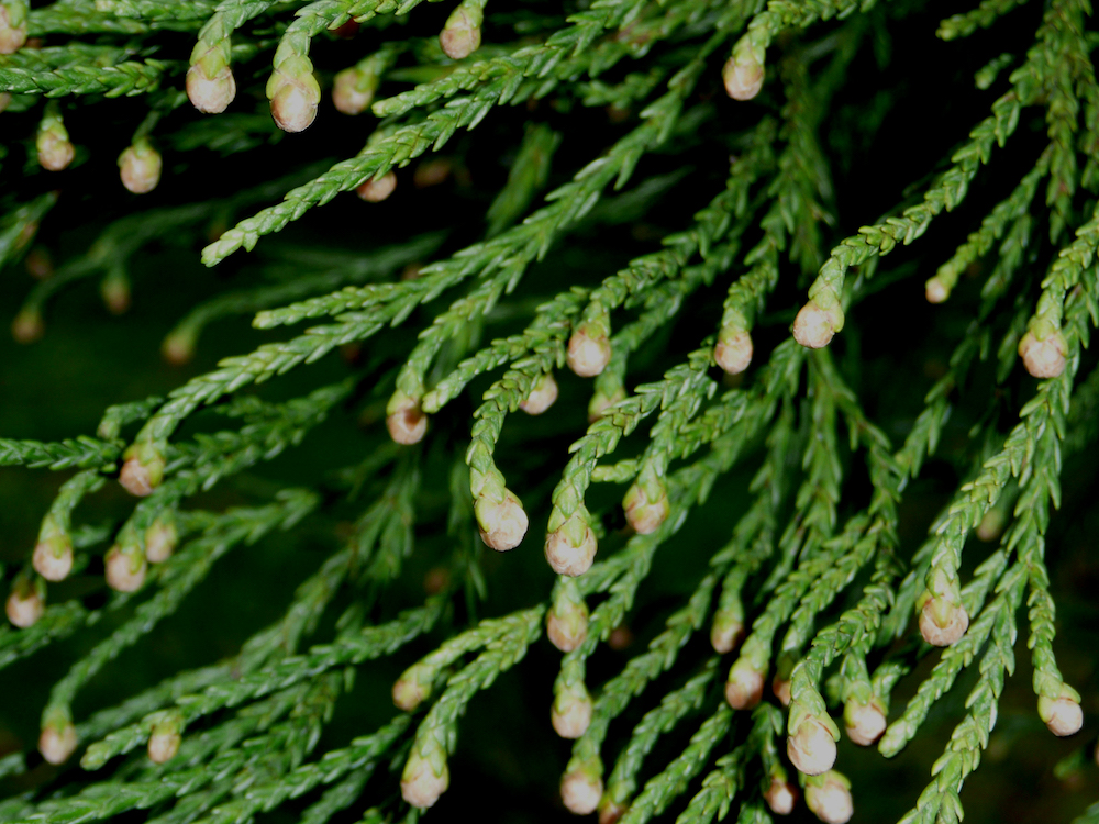 Sequoiadendron male cones