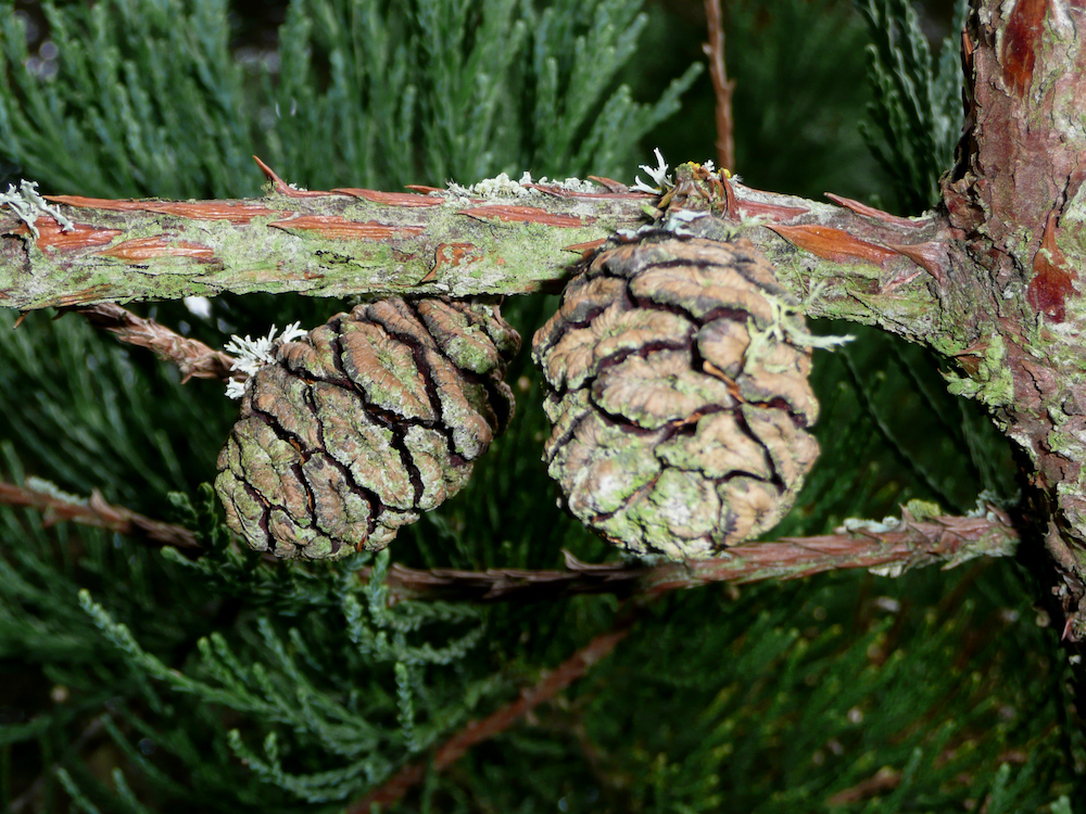 Sequoiadendron cones