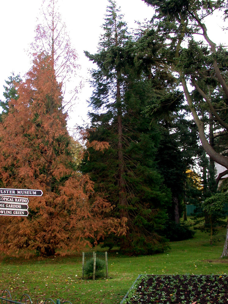 Sequoiadendron and Metaequoia in Belfast Botanic Gardens
