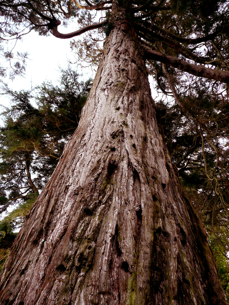 Giant redwood trunk (Castleward estate)