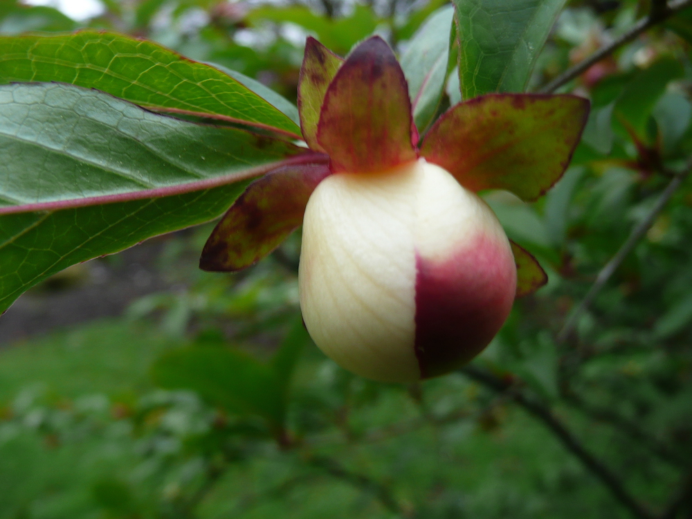 Bracts and bud of Stewartia pseudocamellia