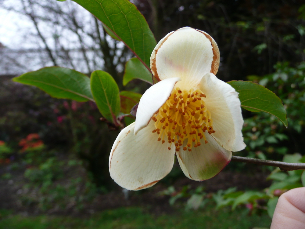 Flower of Stewartia pseudocamellia