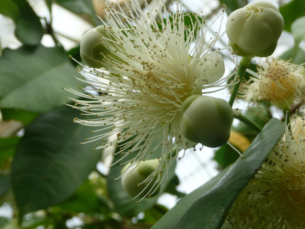 Syzygium jambos in Belfast Botanic Gardens
