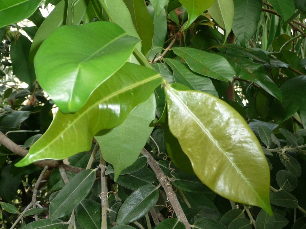 Syzygium jambos leaves