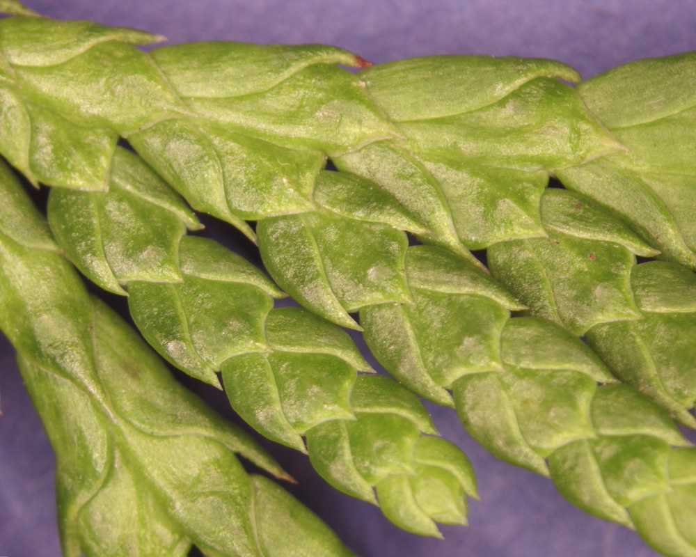 Thuja plicata leaf detail
